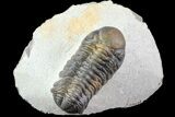 Bargain, Austerops Trilobite - Nice Eye Facets #76976-1